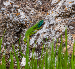 Green Lizard (Lacerta viridis), male sitting on a rock