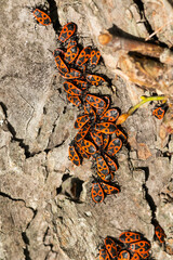 Invasion der Gemeinen Feuerwanze (Pyrrhocoris apterus)