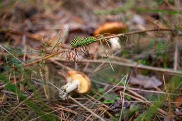 A Black Swallowtail Caterpillar crawls along a plant stem among the grass in the forest. Papilio polyxenes. Black Swallowtail Butterfly. American Swallowtail. Parsnip Swallowtail.
