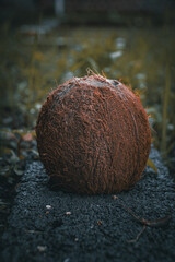 coconut on the beach