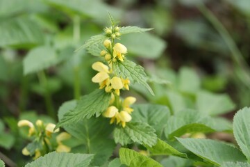 Close-up of a yellow numbness