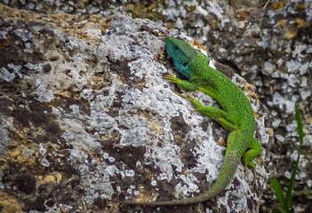 Green Lizard (Lacerta viridis), male sitting on a rock
