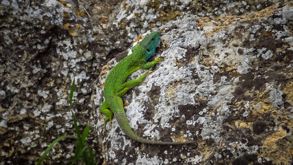 Green Lizard (Lacerta viridis), male sitting on a rock