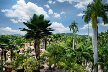 Fototapeta na wymiar palm trees garden against blue sky background
