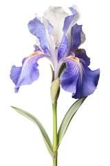 Bearded Iris flower