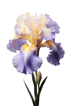  Bearded Iris flower on transparent background