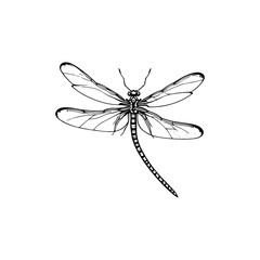 Dragonfly Icon hand draw black colour flying animals logo symbol perfect.
