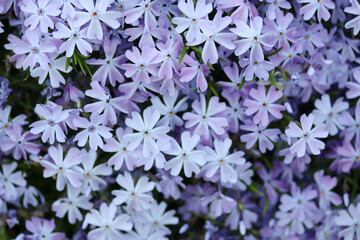 background with beautiful blue flowers