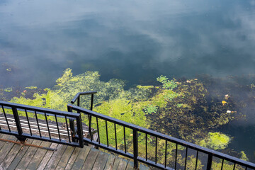 Fototapeta premium On the very shore of the lake, green algae have gathered, which are the natural habitat of mosquitoes, snakes and frogs.