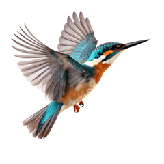 Flying kingfisher isolated transparent background, PNG file