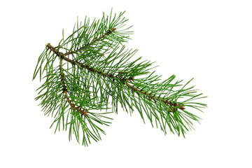 spring pine on a white isolated background