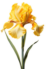  Bearded Iris flower in yellow on transparent background