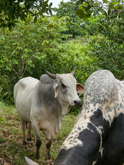 Ganado al aire libre en el campo