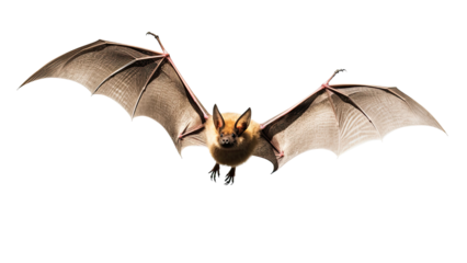 Bat in flight. Wing flap on Isolated transparent background, PNG file