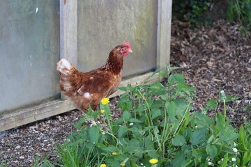 Free-range brown chicken walking next to a wooden bushhouse in the countryside