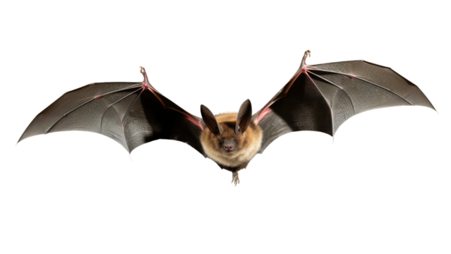 Bat in flight. Wing flap on Isolated transparent background, PNG file