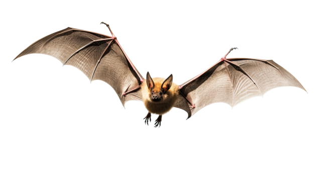 Bat in flight. Wing flap on Isolated transparent background, PNG file