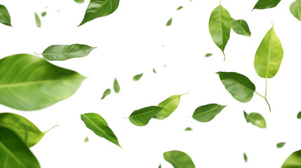 Green Floating Leaves Flying Leaves Green Leaf Dancing isolated on transparent background. Flying whirl green leaves in the air, Healthy products by organic natural ingredients concept