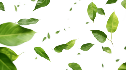 Green Floating Leaves Flying Leaves Green Leaf Dancing isolated on transparent background. Flying whirl green leaves in the air, Healthy products by organic natural ingredients concept