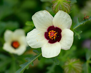 red flower in the garden