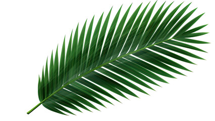Fototapeta premium Green leaf of coconut palm tree on transparent background, png file