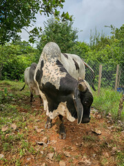 Ganado al aire libre en el campo