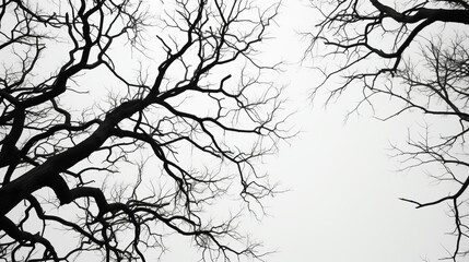bare trees silhouettes on gray sky 