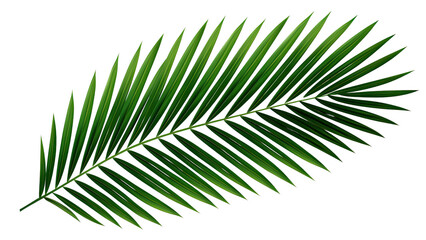 Green leaf of coconut palm tree on transparent background, png file