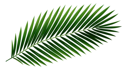 Green leaf of coconut palm tree on transparent background, png file