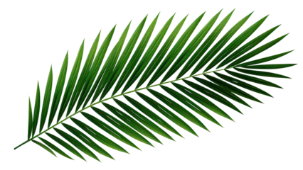 Foto op Plexiglas Green leaf of coconut palm tree on transparent background, png file © Sasint