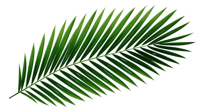 Fototapeta Green leaf of coconut palm tree on transparent background, png file