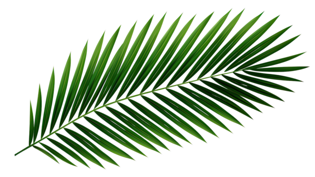 Green leaf of coconut palm tree on transparent background, png file