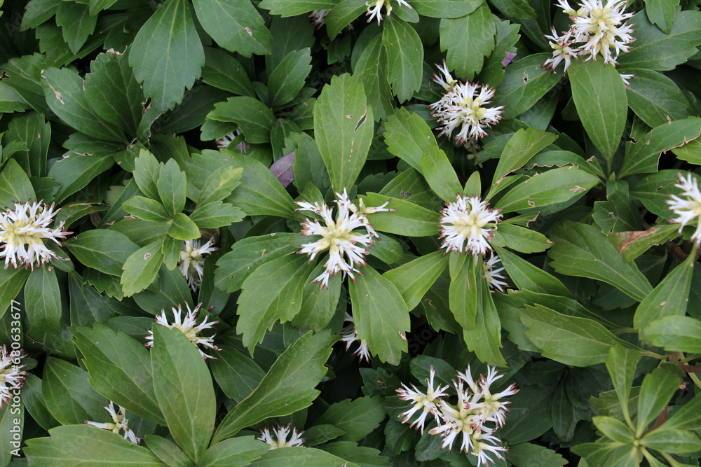 Wall mural In the garden there is a valuable groundcover dwarf semi-shrub Pachysandra terminalis - Wall murals