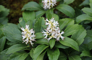 In the garden there is a valuable groundcover dwarf semi-shrub Pachysandra terminalis