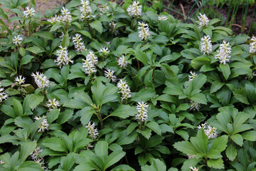 In the garden there is a valuable groundcover dwarf semi-shrub Pachysandra terminalis