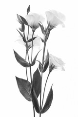 eustoma flower growing in a greenhouse