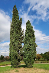 Two Mediterranean cypress (Cupressus sempervirens) trees in the autumn 