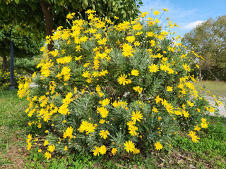 Grey-leaved euryops (Euryops pectinatus), is a species that endemic to rocky, sandstone slopes in the Western Cape of South Africa. 