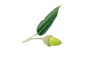 Acorn and leaf of the holm oak (Quercus ilex) isolated on white background