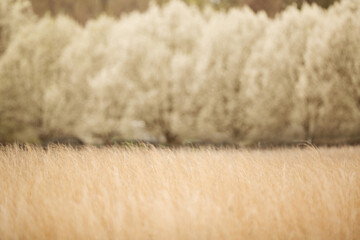 Digital landscape, spring, autumn, cinematographic.
