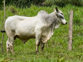 Ganado al aire libre en el campo