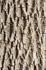 Bark texture of a white ash (Fraxinus americana) 