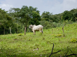 Ganado al aire libre en el campo