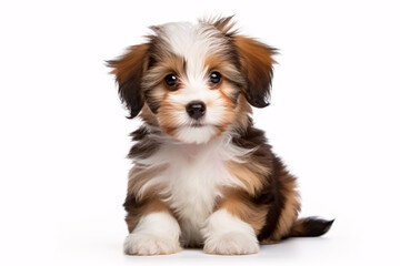 A cheerful crimson-hued Havanese pup gazes upon the camera, serenely isolated on a white backdrop.