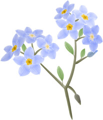Forget-me-not flower watercolor clipart, isolated vector illustration.