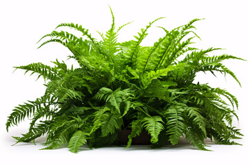 A cascading foliage bush of Fishtail Fern or Nephrolepis spp. isolated on white provides a lush landscaping for a shaded garden. - obrazy, fototapety, plakaty