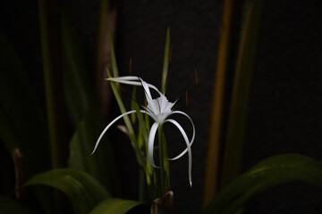 White small decorative flower, a plant, perennial.  tropical Bali
