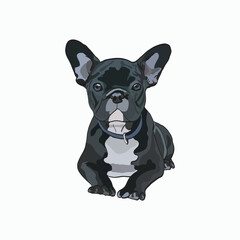 French bulldog, sitting pose. Cute dog character, black and white coat color, cute cartoon vector with a lot of details. French bulldog card, funny frenchie, high ears, serious face, laying pose.