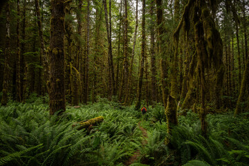 HIker In Orange Coat Traverses Thick Fern Forest