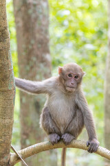 Monkey in the forest, Thailand. (macaca fascicularis)